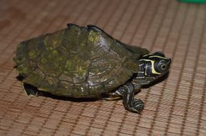 Turtle (2)